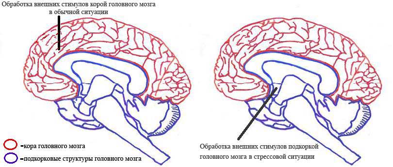 Обработка внешних стимулов в головном мозгу в стрессовых и не стрессовых ситуациях